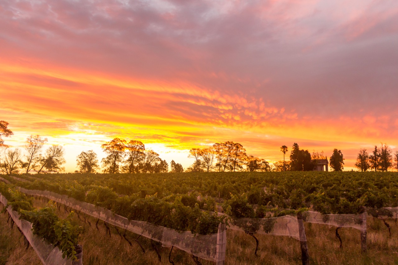 Campanha Gaúcha ganha indicação geográfica para vinhos e espumantes