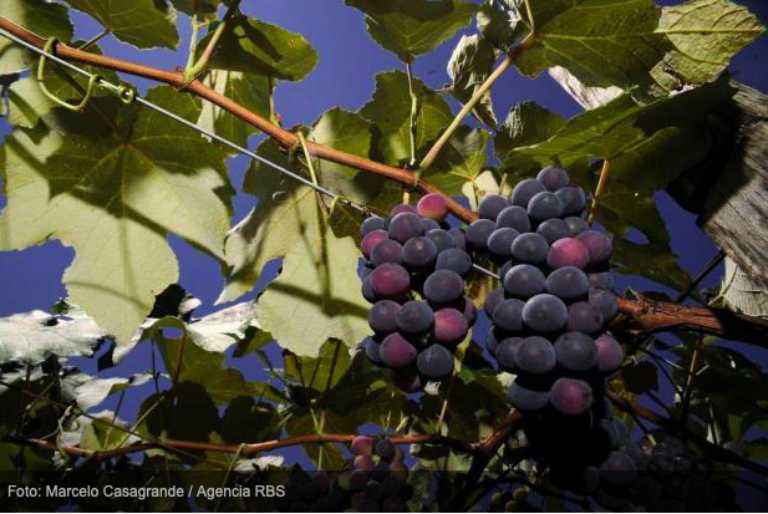 Vinícolas gaúchas são premiadas na França