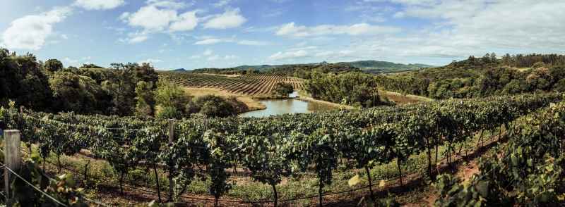 Condição climática rara deve resultar em vinhos de excepcional qualidade ALE SCOTTON/DIVULGAÇÃO/JC