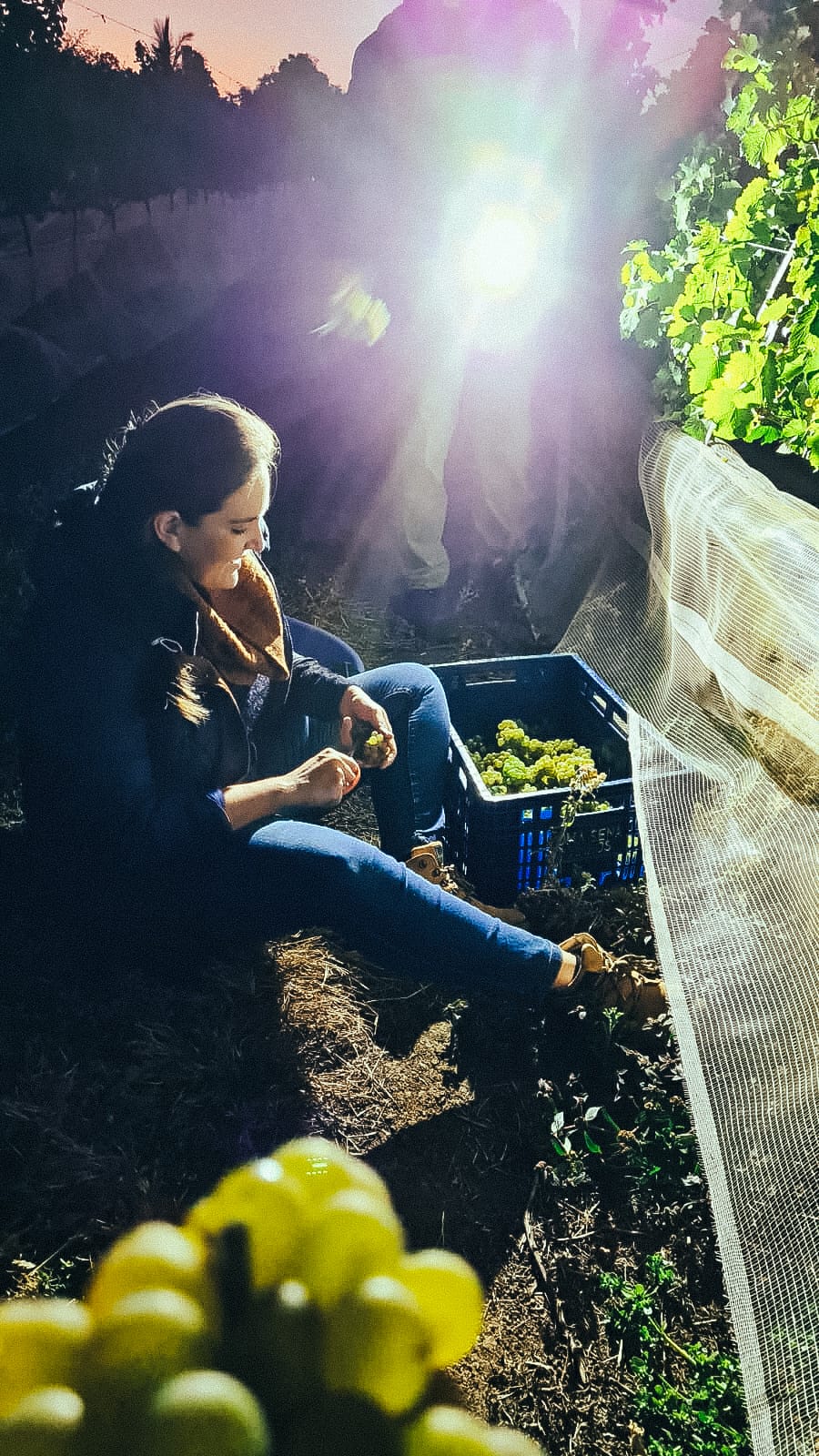 As mulheres na lida do vinhedo - Brasil de Vinhos